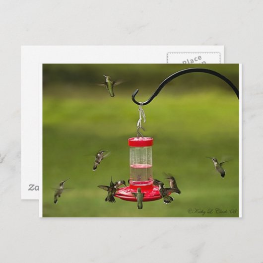Ruby Throated Hummingbird Feeding Frenzy Briefkaart (Voorkant / Achterkant)