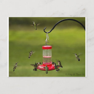 Ruby Throated Hummingbird Feeding Frenzy Briefkaart
