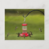 Ruby Throated Hummingbird Feeding Frenzy Briefkaart (Voorkant)