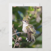 Ruby-Throated Hummingbird Fine Art Birthday Card Feestdagenkaart (Voorkant)