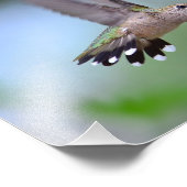 Ruby Throated Hummingbird Flying Foto Afdruk (Hoek)