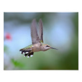 Ruby Throated Hummingbird Flying Foto Afdruk (Voorkant)