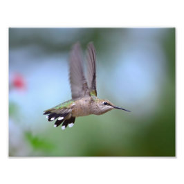 Ruby Throated Hummingbird Flying Foto Afdruk