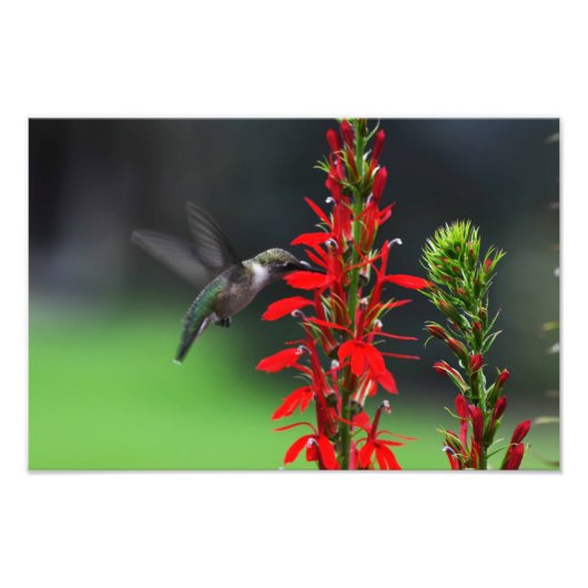 Ruby Throated Hummingbird Foto Afdruk (Voorkant)