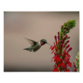 RUBY THROATED HUMMINGBIRD FOTO AFDRUK (Voorkant)