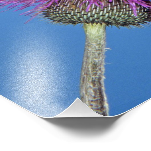 Ruby-throated Hummingbird Foto Afdruk (Hoek)