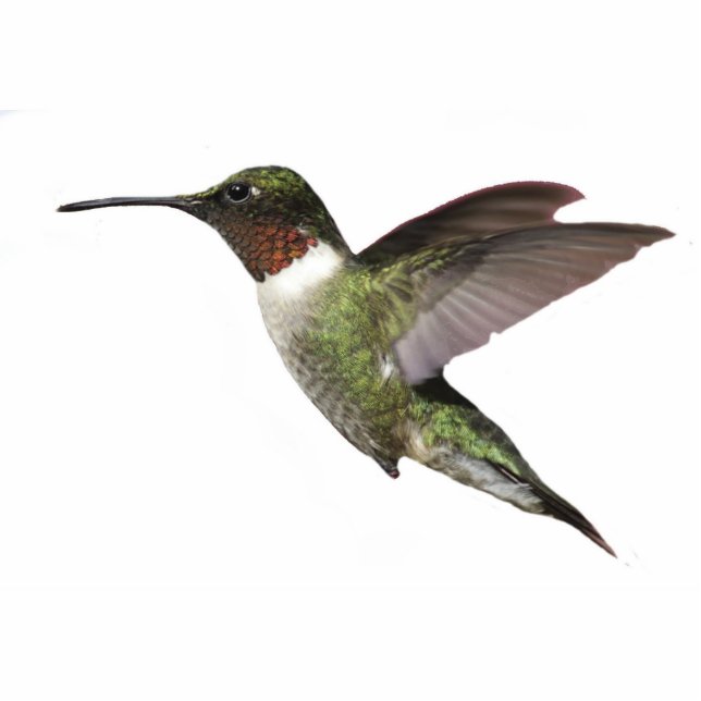 Ruby Throated Hummingbird Fotobeeldje Sleutelhanger (Voorkant)