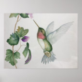 Ruby-throated Hummingbird Garden Watercolor Poster (Voorkant)