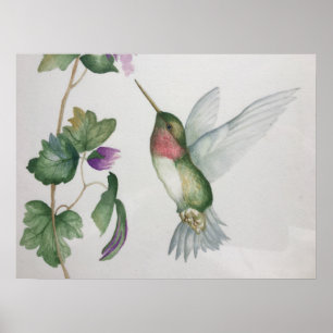 Ruby-throated Hummingbird Garden Watercolor Poster