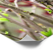 Ruby Throated Hummingbird in Spring Poster (Hoek)