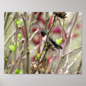 Ruby Throated Hummingbird in Spring  Poster (Voorkant)