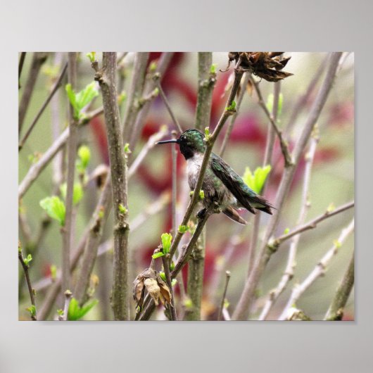 Ruby Throated Hummingbird in Spring Poster (Voorkant)