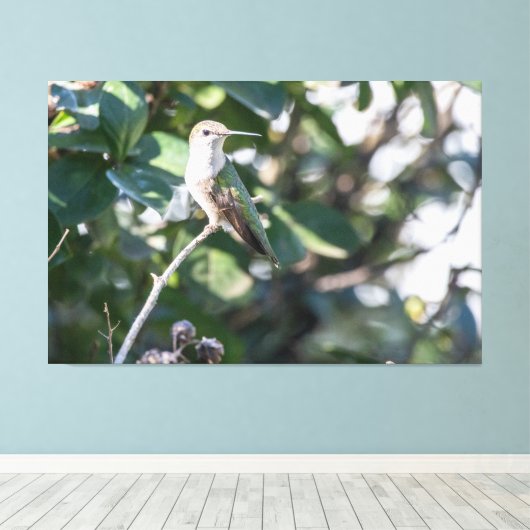Ruby-throated Hummingbird Juvenile Male Canvas Afdruk (Insitu (Houten vloer))
