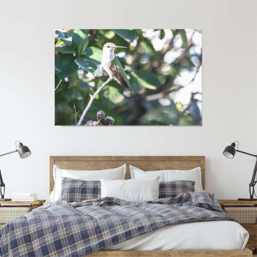 Ruby-throated Hummingbird Juvenile Male Canvas Afdruk (Insitu (Slaapkamer))