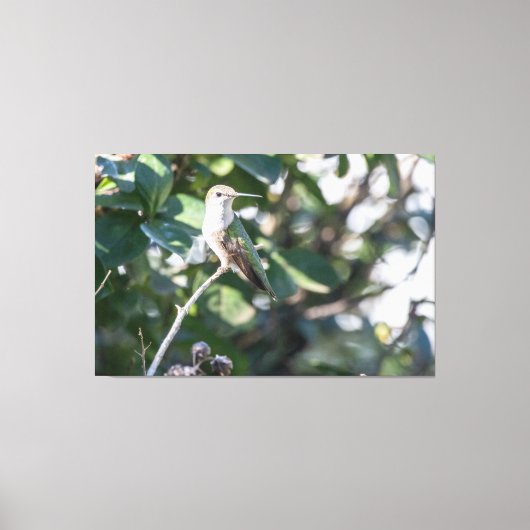 Ruby-throated Hummingbird Juvenile Male Canvas Afdruk (Voorkant)
