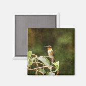 Ruby Throated Hummingbird Magneet (Voorkant / Achterkant)