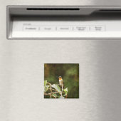 Ruby Throated Hummingbird Magneet (Insitu (Vaatwasser))