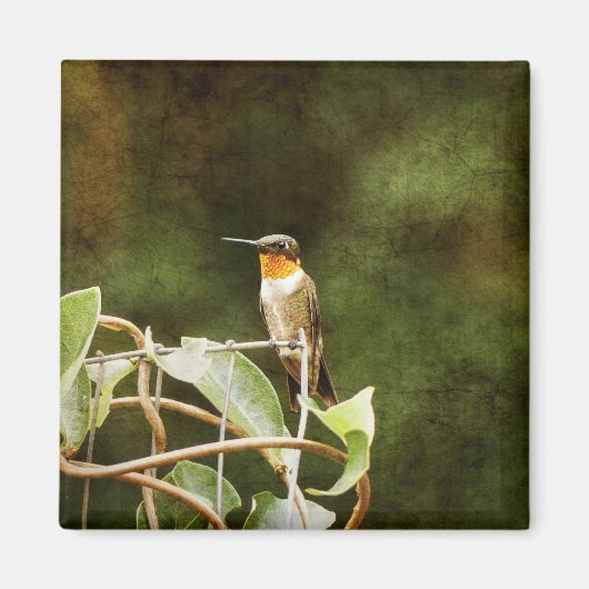 Ruby Throated Hummingbird Magneet (Voorkant)