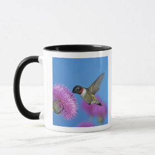 Ruby-throated Hummingbird Mok