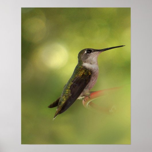 Ruby Throated Hummingbird Poster (Voorkant)
