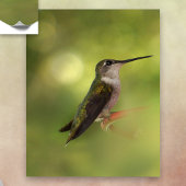 Ruby Throated Hummingbird Poster