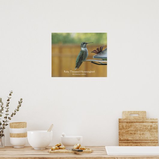 Ruby Throated Hummingbird Poster (Keuken)