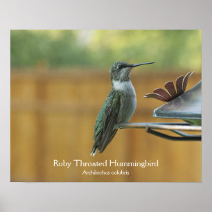Ruby Throated Hummingbird Poster