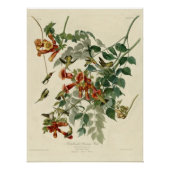 Ruby-throated Hummingbird Poster (Voorkant)