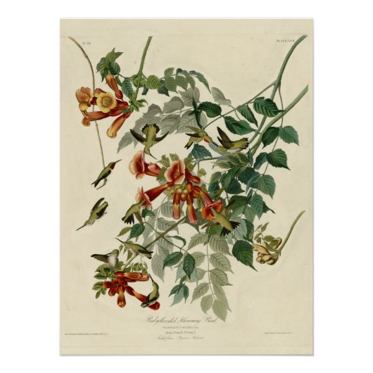 Ruby-throated Hummingbird Poster (Voorkant)