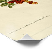 Ruby-throated Hummingbird Poster (Hoek)