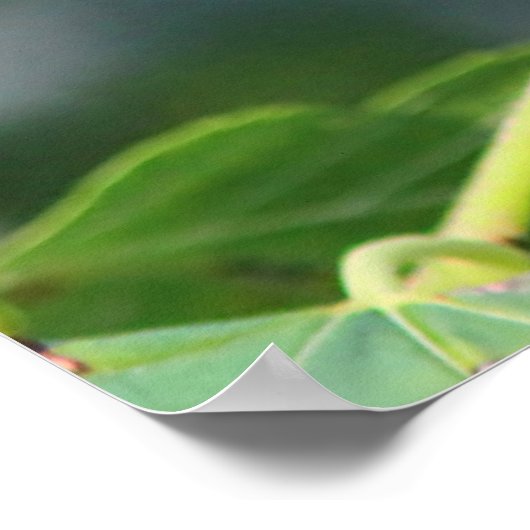 Ruby-throated Hummingbird Poster (Hoek)