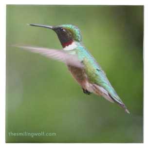 Ruby-Throated Hummingbird Tegeltje