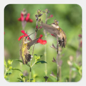 Ruby-Throated Hummingbird Vierkante Sticker (Voorkant)