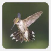 Ruby-Throated Hummingbird Vierkante Sticker (Voorkant)