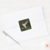 Ruby-Throated Hummingbird Vierkante Sticker (Envelop)