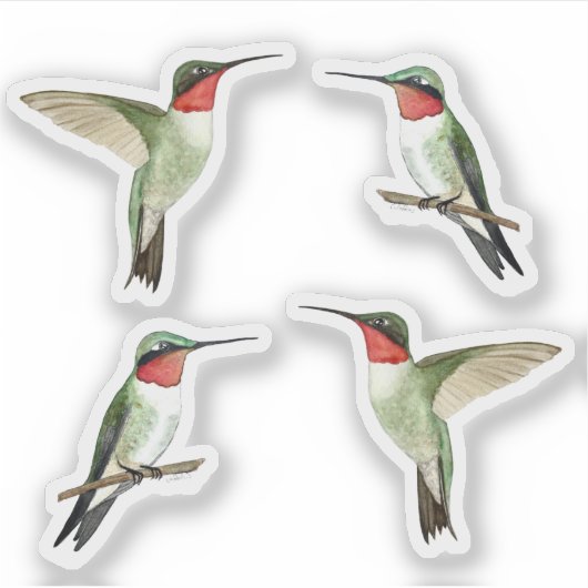 Ruby-throated Hummingbirds Sticker (Voorkant)