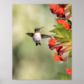 Ruby-Throated Kolibrie Fijn-Kunst Fotografie  Poster (Voorkant)