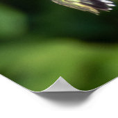 Ruby-Throated Kolibrie Fijnkunstfotografie Poster (Hoek)