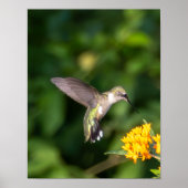 Ruby-Throated Kolibrie Fijnkunstfotografie Poster (Voorkant)