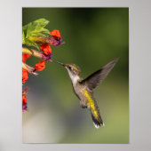 Ruby-Throated Kolibrie Fijnkunstfotografie Poster (Voorkant)