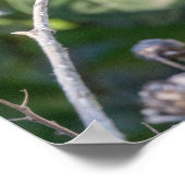 Ruby-Throated Kolibrie Fijnkunstfotografie  Poster (Hoek)