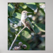 Ruby-Throated Kolibrie Fijnkunstfotografie  Poster (Voorkant)