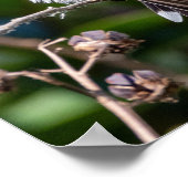 Ruby-Throated Kolibrie Fine Art Fotografie Poster (Hoek)