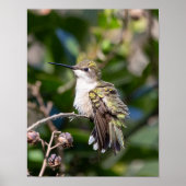 Ruby-Throated Kolibrie Fine Art Fotografie Poster (Voorkant)