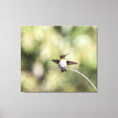 Ruby-Throated Kolibrie Ontwerp #4Q7A0015 Canvas Afdruk (Voorkant)