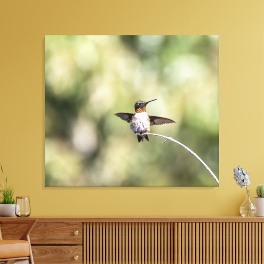 Ruby-Throated Kolibrie Ontwerp #4Q7A0015 Canvas Afdruk (Insitu (Woonkamer))