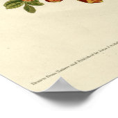 Ruby thromingbird poster (Hoek)