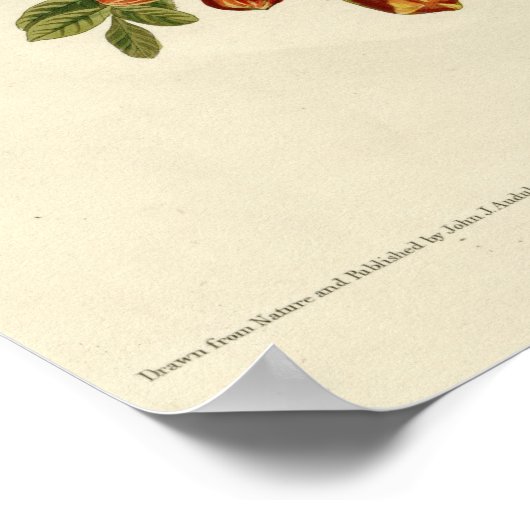 Ruby thromingbird poster (Hoek)