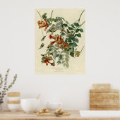 Ruby thromingbird poster (Keuken)