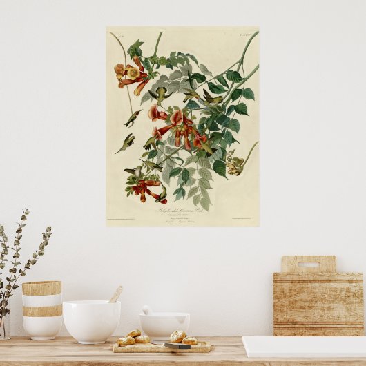 Ruby thromingbird poster (Keuken)